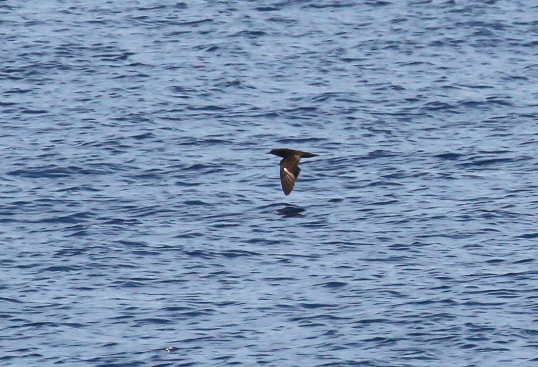 Heinroth's Shearwater - ML626555314