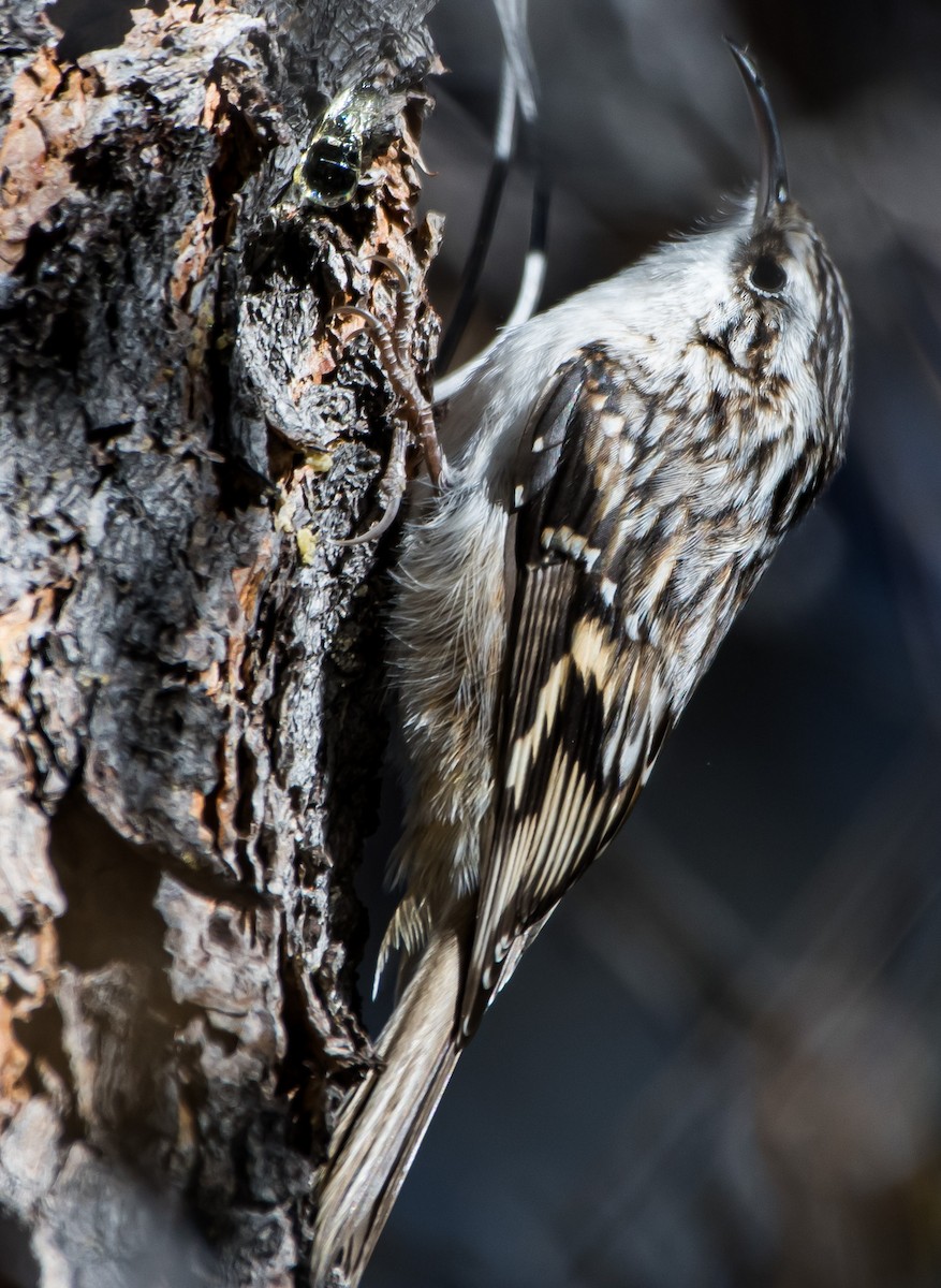 Brown Creeper - ML626555386