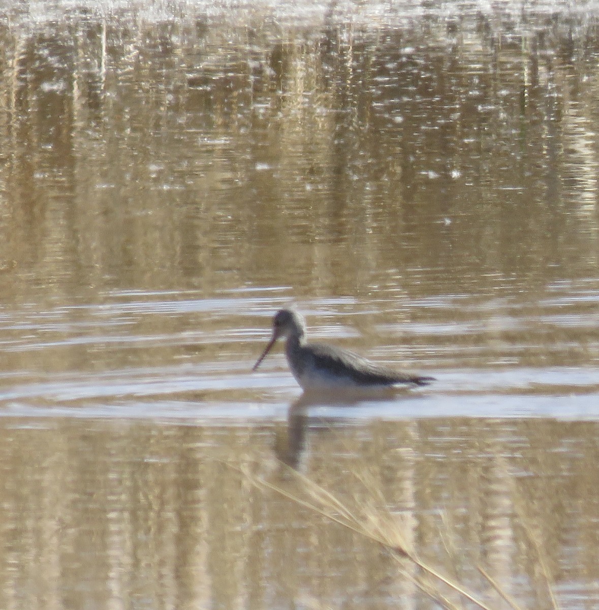 Greater Yellowlegs - ML626555387
