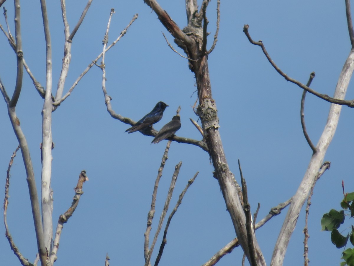 Purple Martin - ML626555417