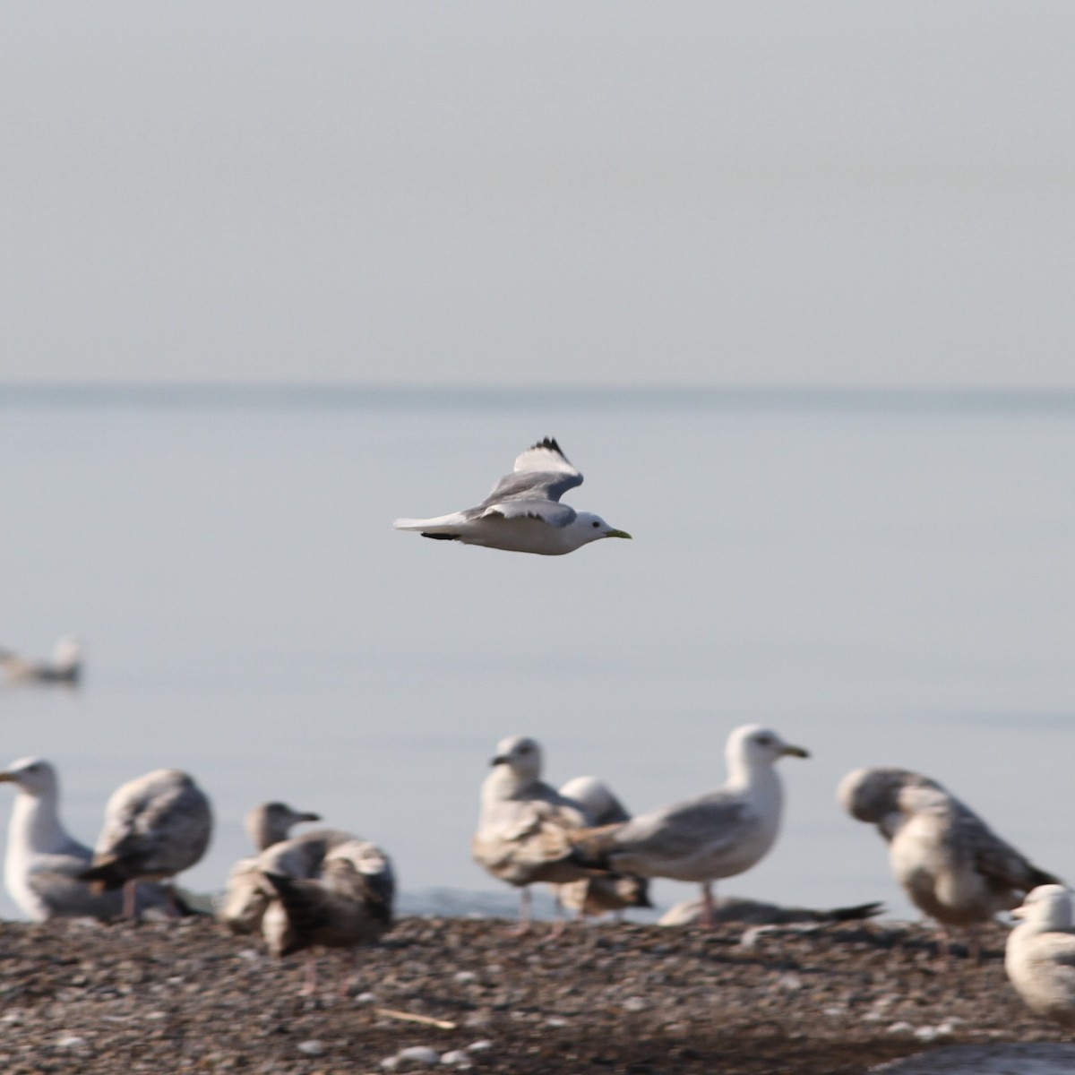 Gabbiano tridattilo - ML626555423