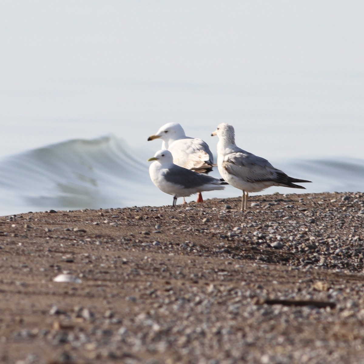 Gabbiano tridattilo - ML626555424