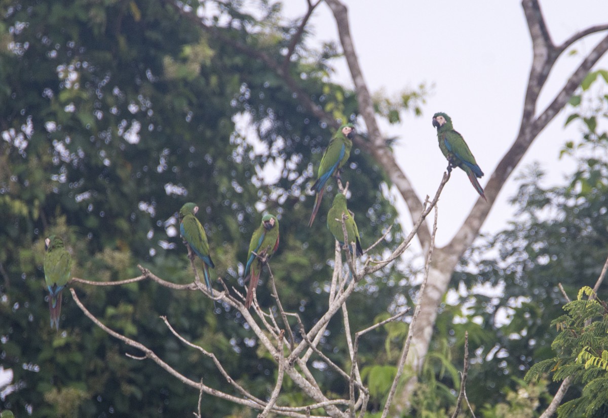 Chestnut-fronted Macaw - ML626555476