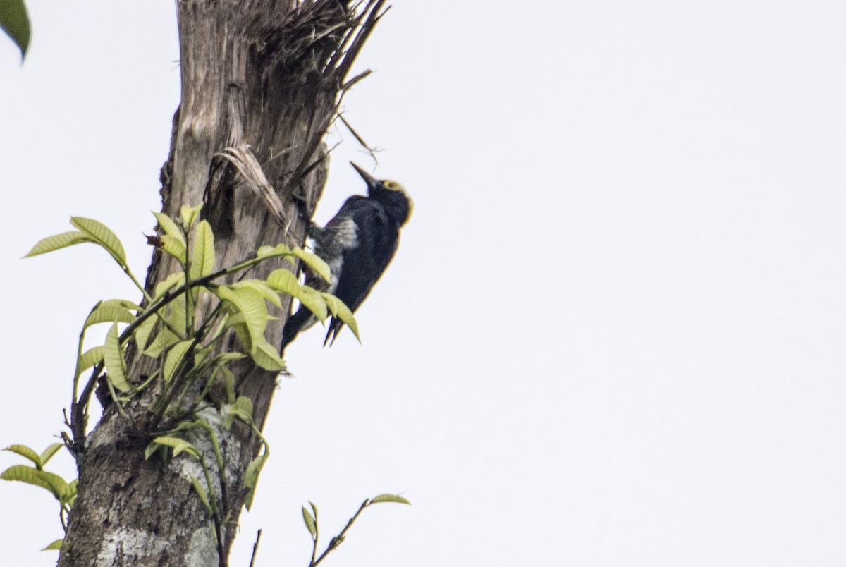 Yellow-tufted Woodpecker - ML626555518