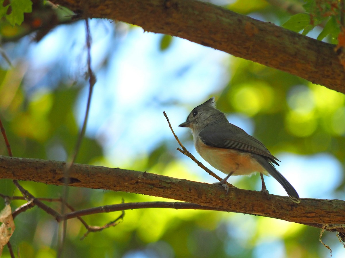 Mésange bicolore - ML626555631