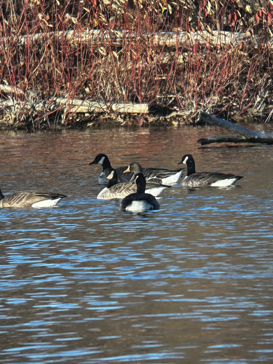 husa běločelá - ML626555706