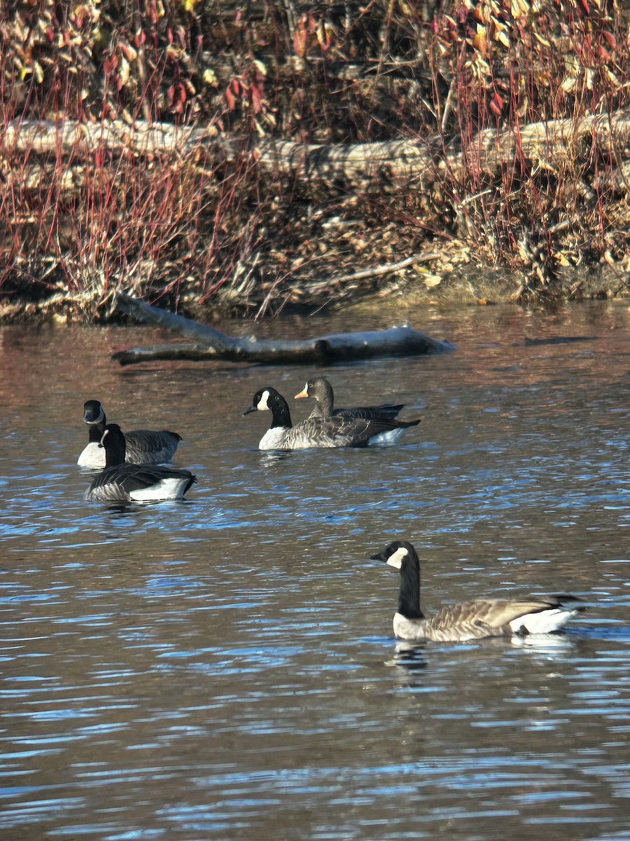 husa běločelá - ML626555707