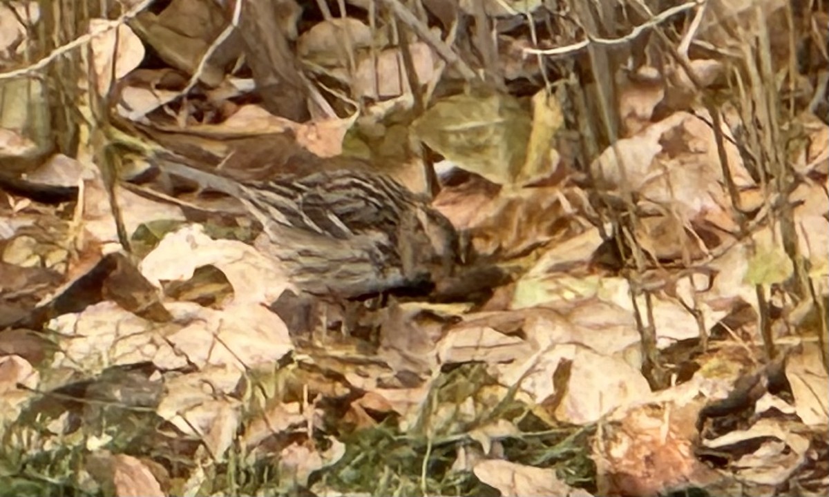 Harris's Sparrow - ML626555739