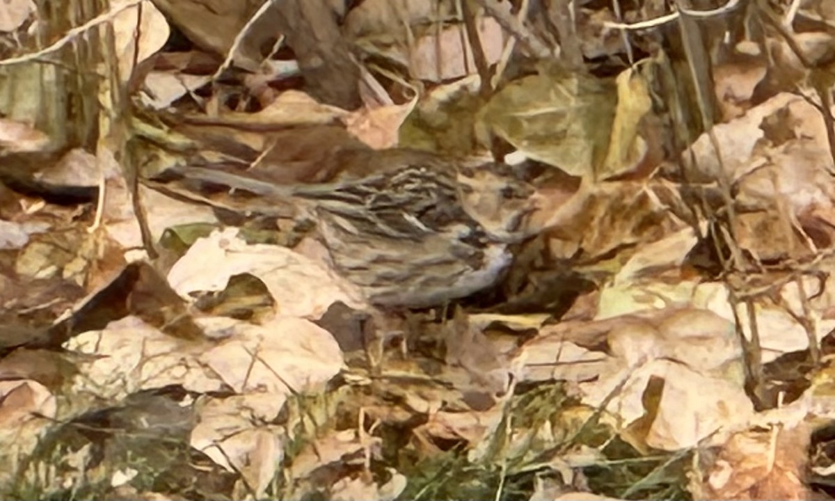 Harris's Sparrow - ML626555740