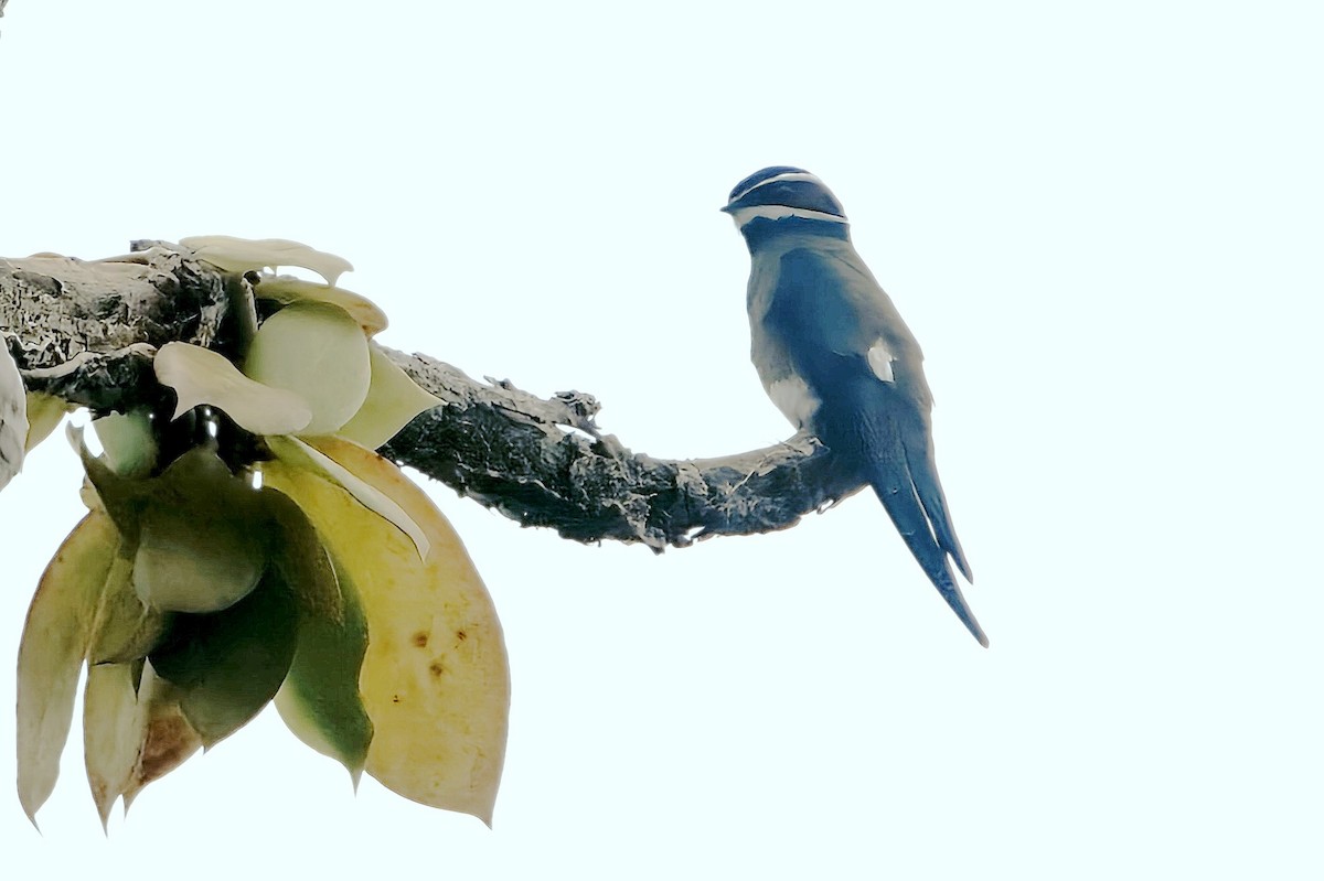 Whiskered Treeswift - ML626556285