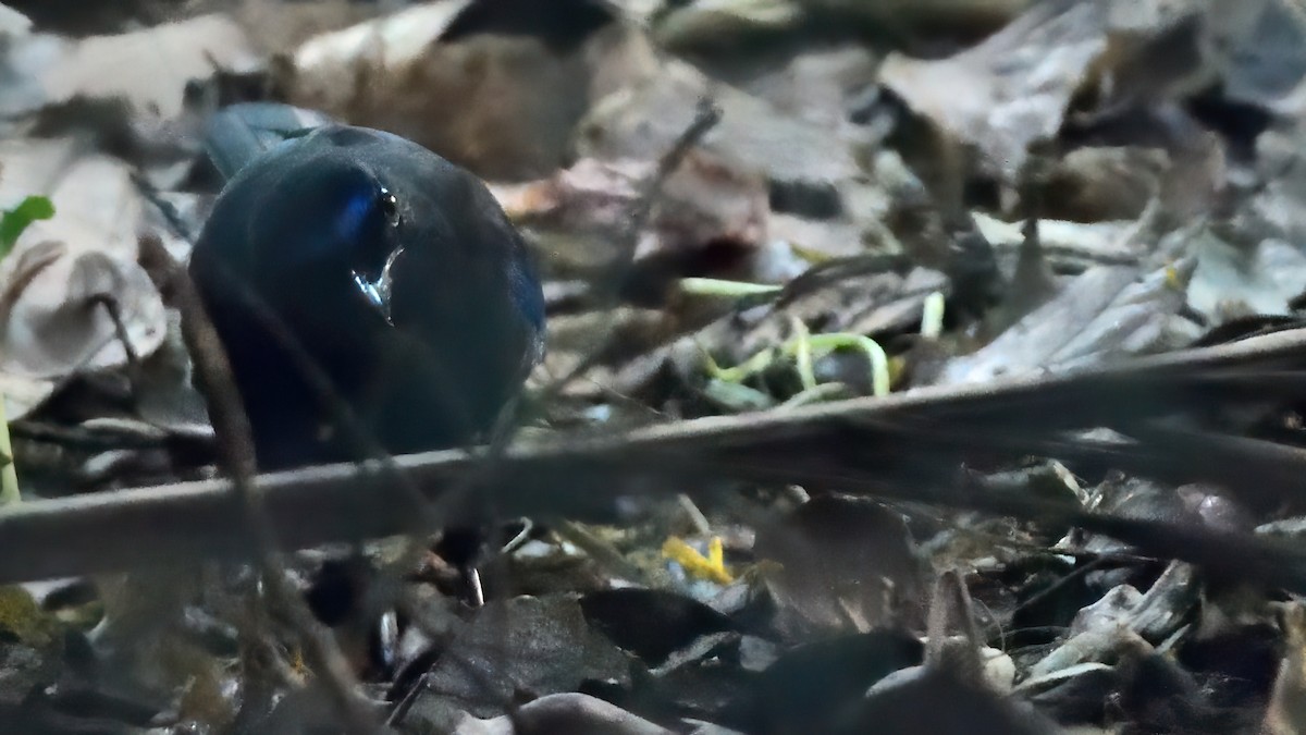 Malabar Whistling-Thrush - ML626556308