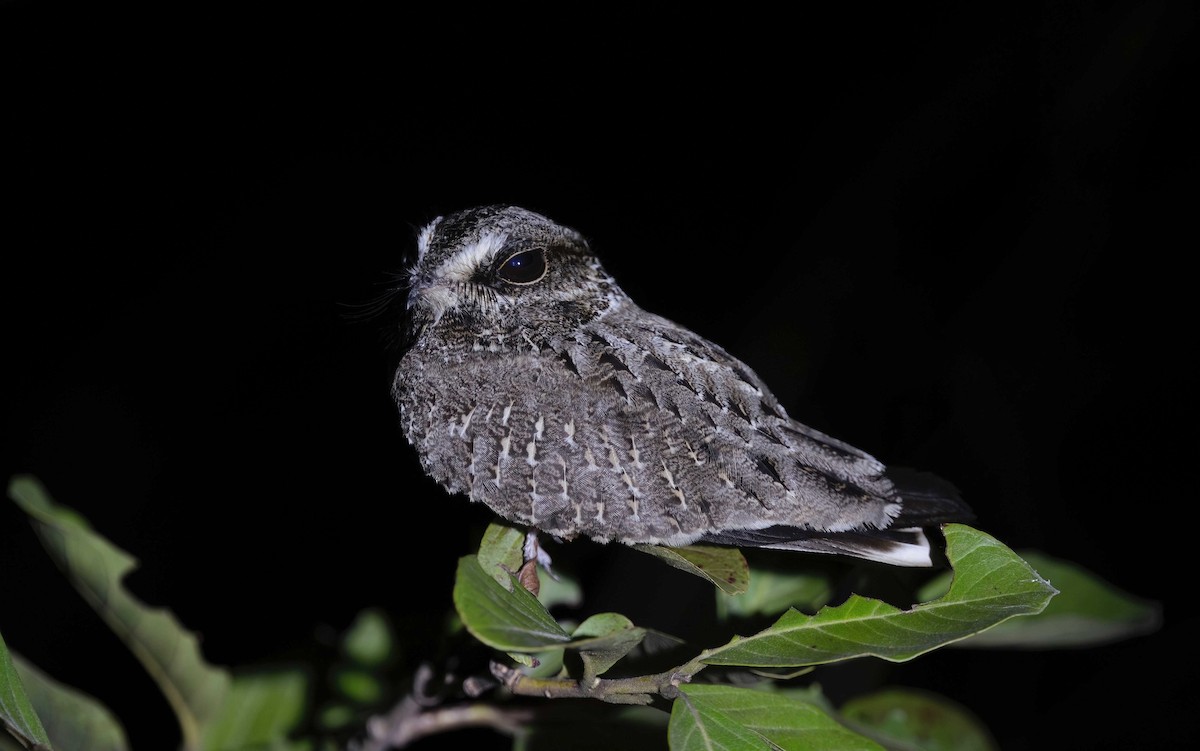 Sickle-winged Nightjar - ML626556453