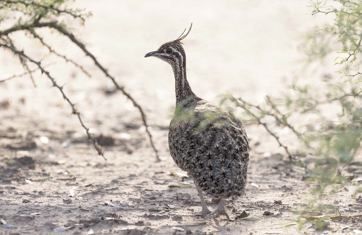 Quebracho Crested-Tinamou - ML626556519