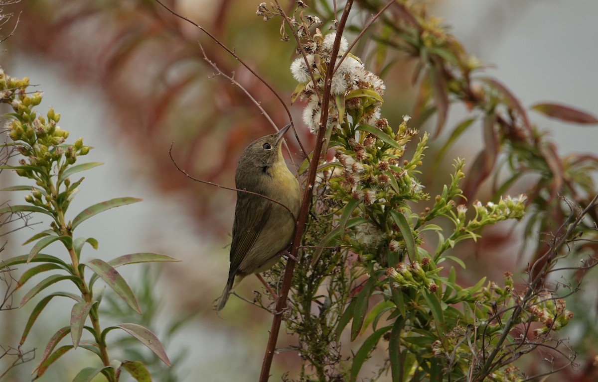 Common Yellowthroat - ML626556783