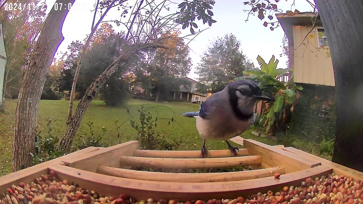 Blue Jay - ML626556799