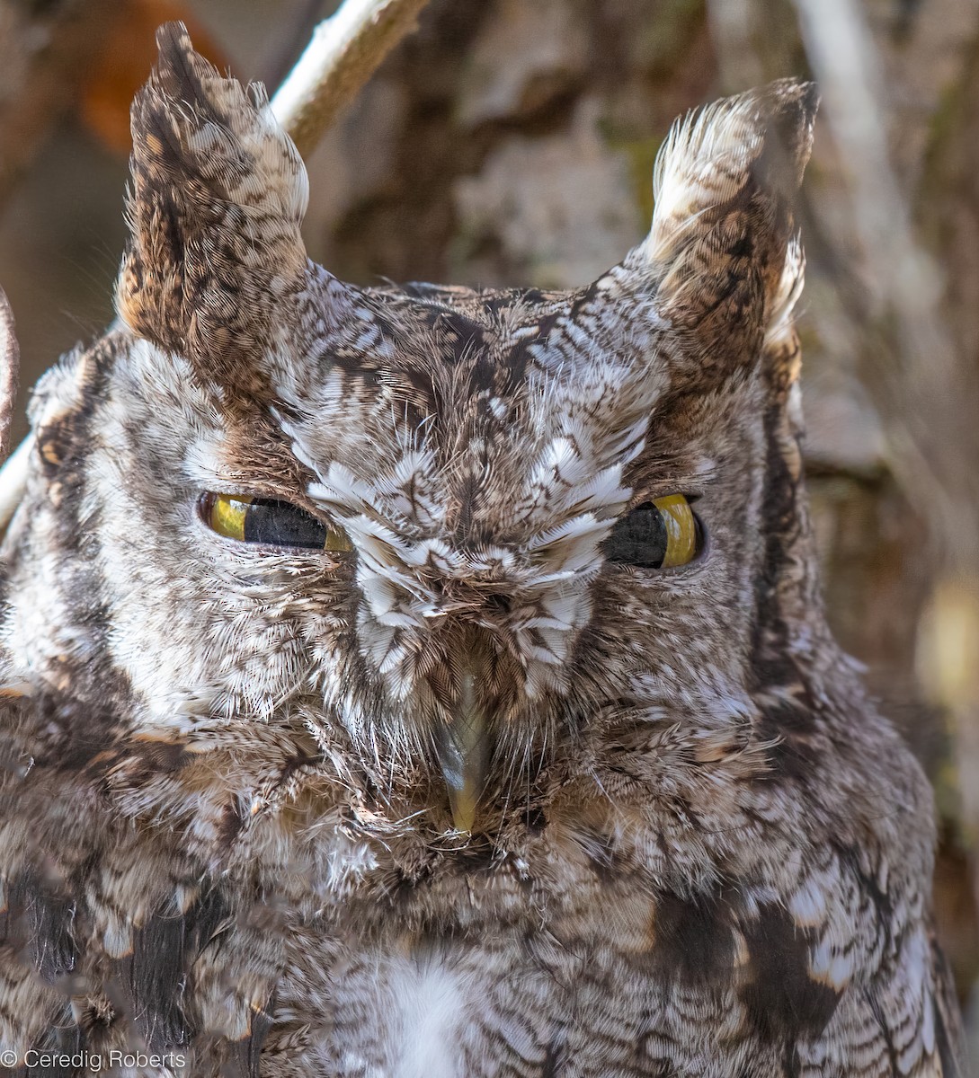 Western Screech-Owl - ML626556800