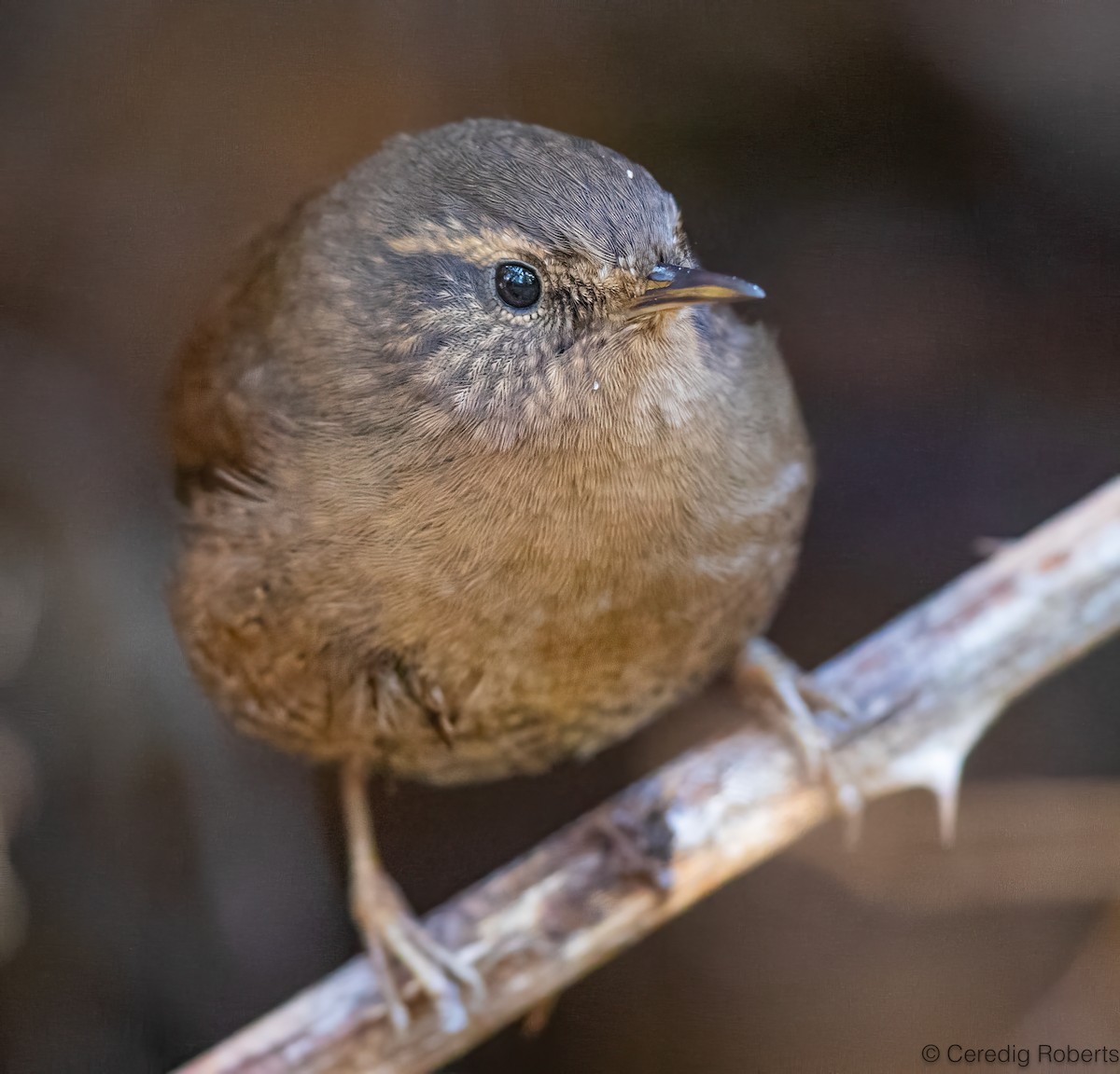 Pacific Wren - ML626556804