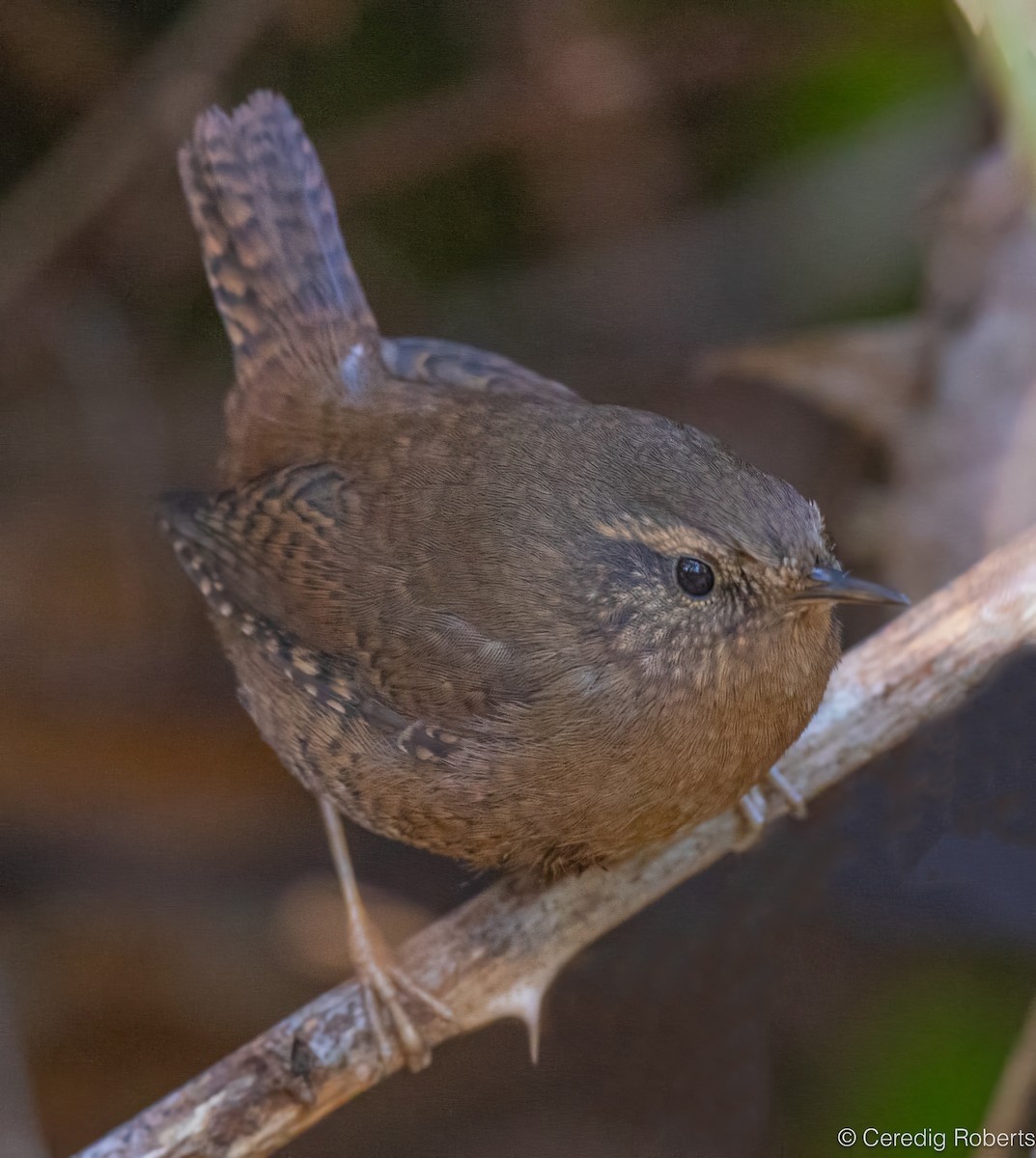 Pacific Wren - ML626556805