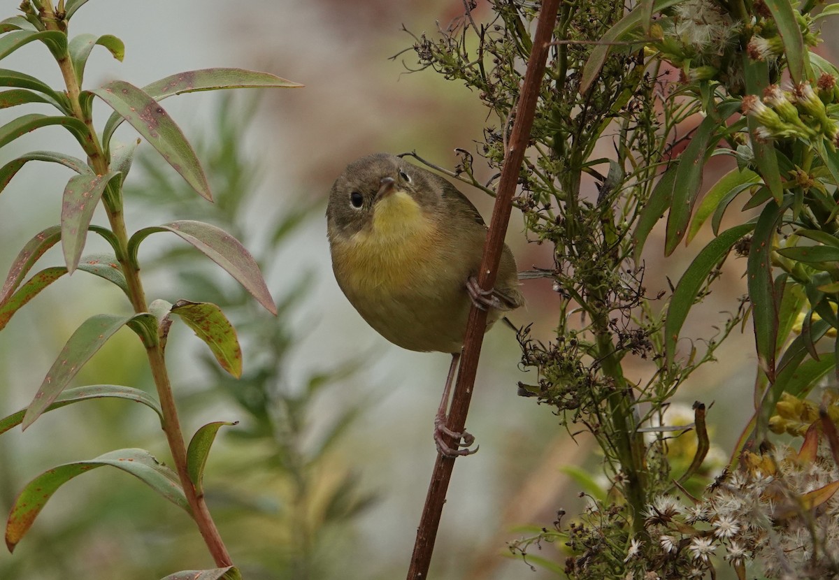 Common Yellowthroat - ML626556806