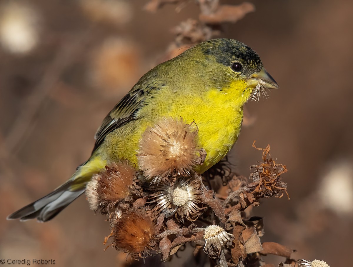 Lesser Goldfinch - ML626556808