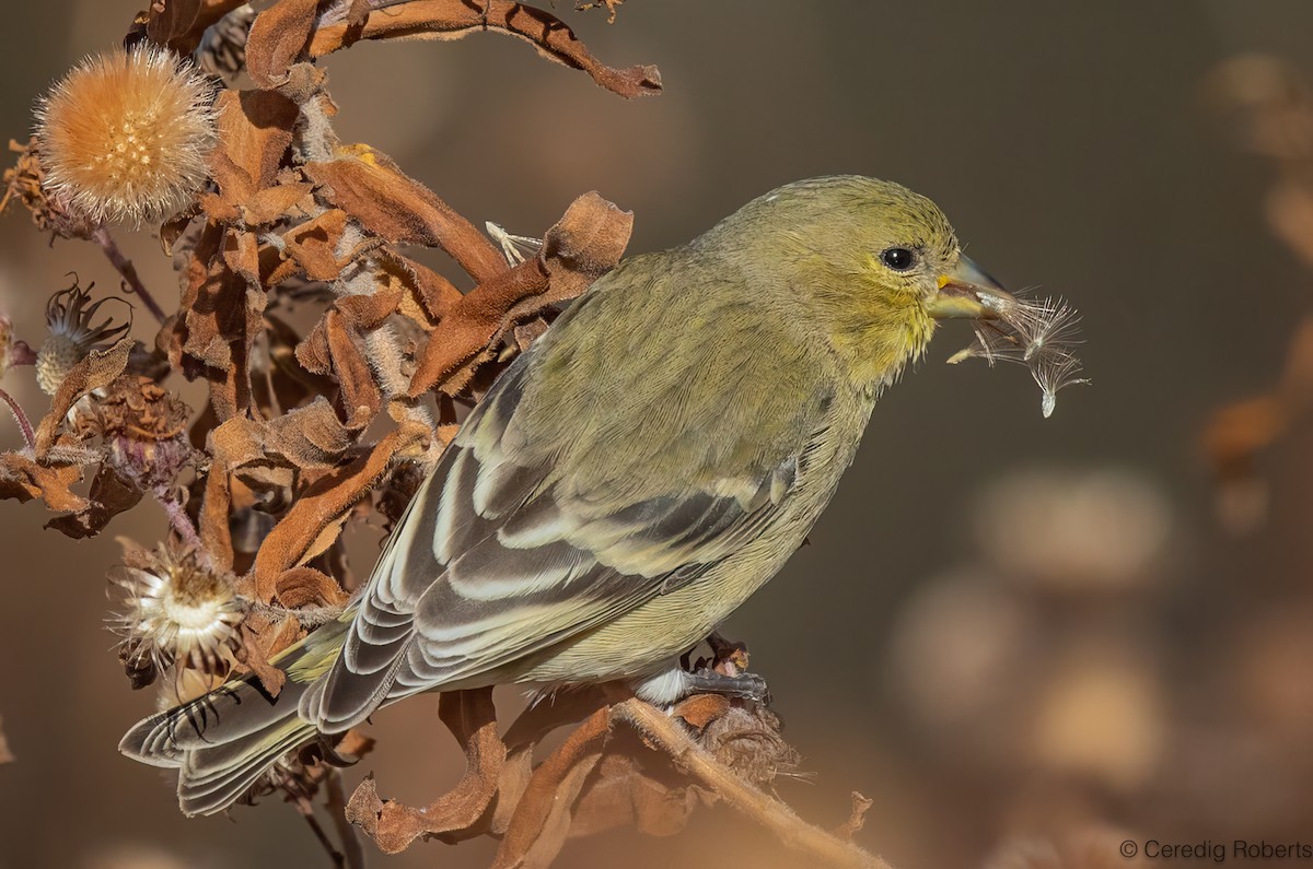 Lesser Goldfinch - ML626556809