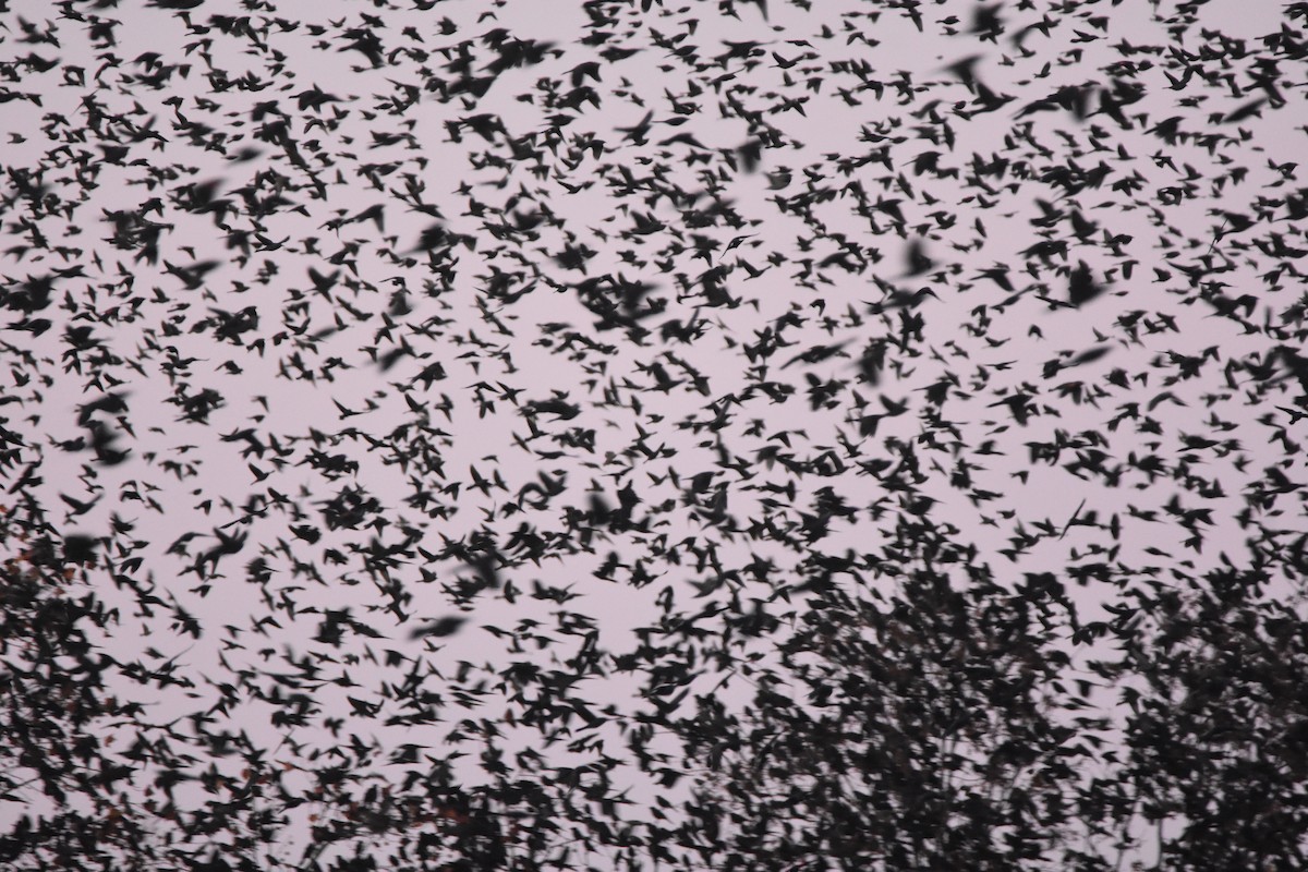 Red-winged Blackbird - Pete Monacell