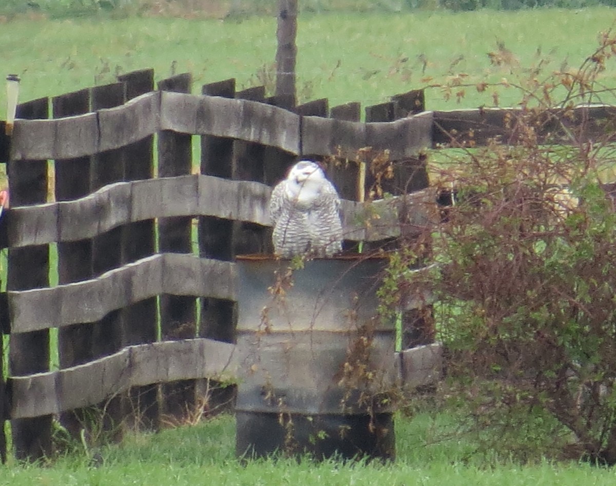 Snowy Owl - ML626557097