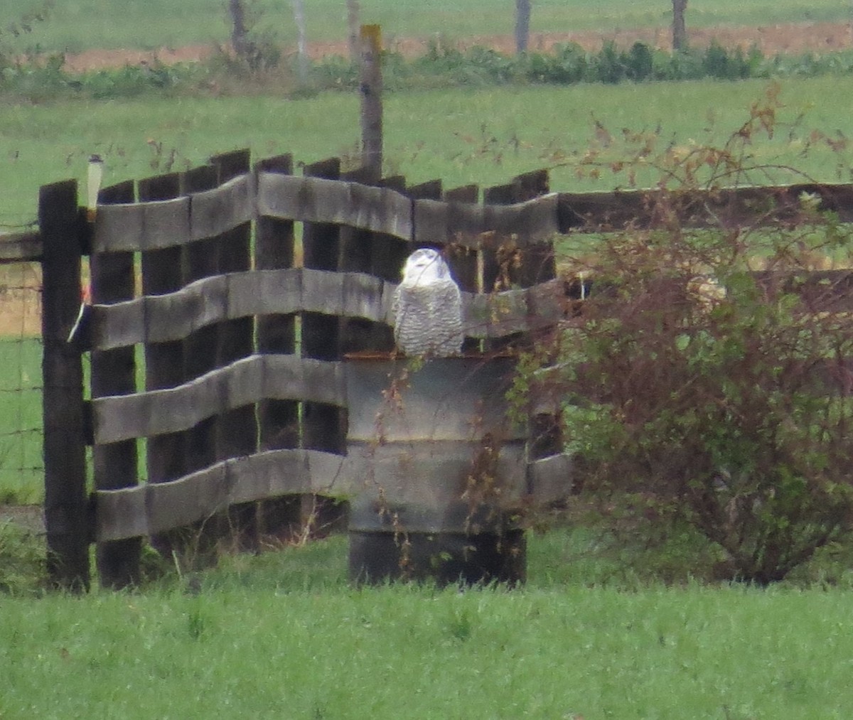 Snowy Owl - ML626557104