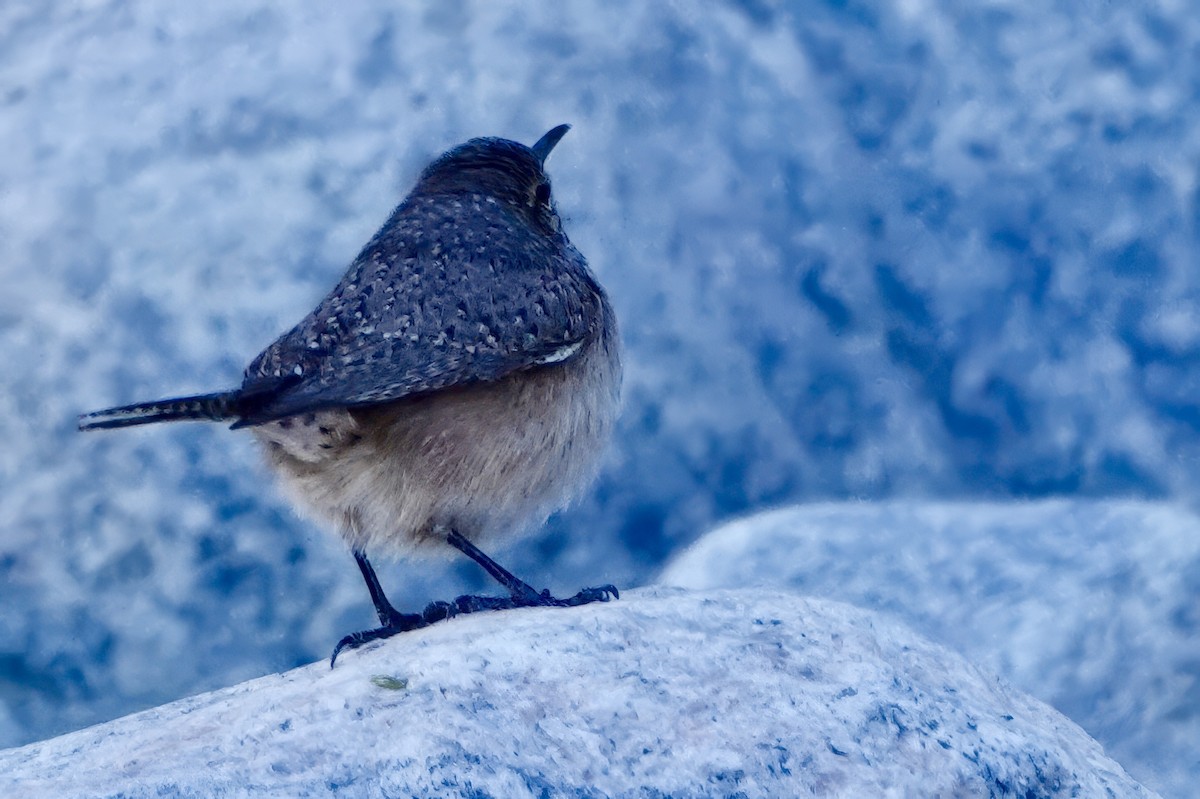 Rock Wren - ML626557449