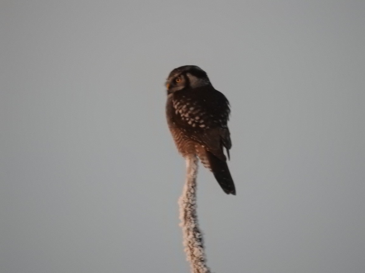 Northern Hawk Owl - ML626557532