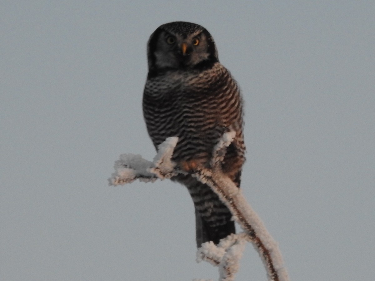 Northern Hawk Owl - ML626557539