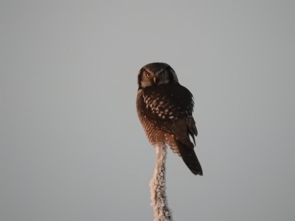 Northern Hawk Owl - ML626557544