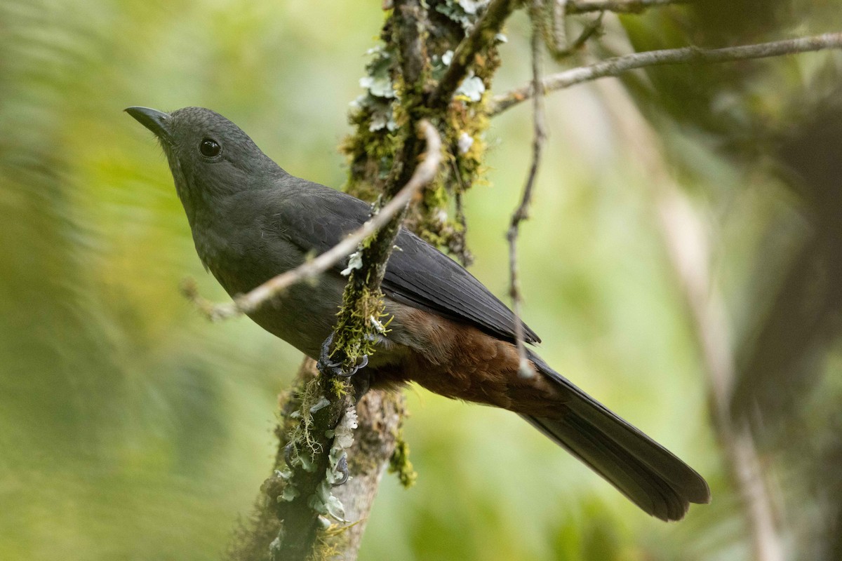 Scimitar-winged Piha - ML626557629