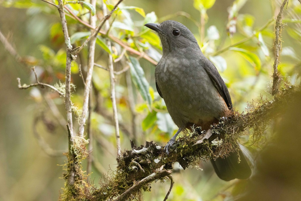 Scimitar-winged Piha - ML626557630
