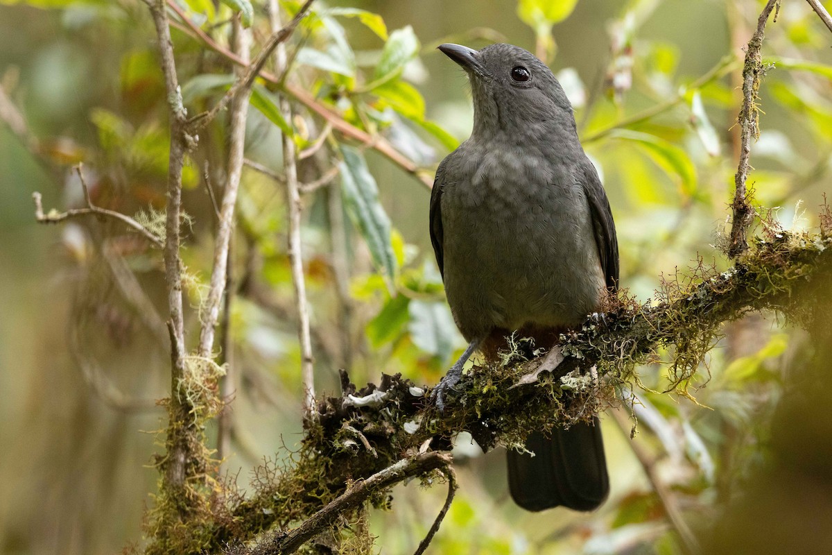 Scimitar-winged Piha - ML626557631