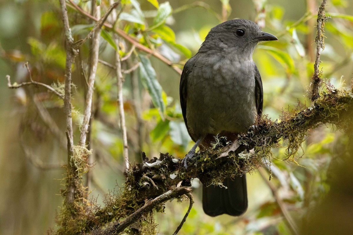 Scimitar-winged Piha - ML626557632