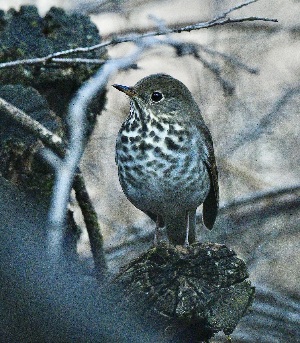 Hermit Thrush - ML626557674