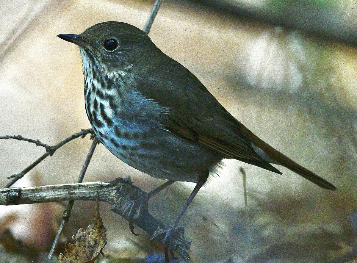 Hermit Thrush - ML626557676