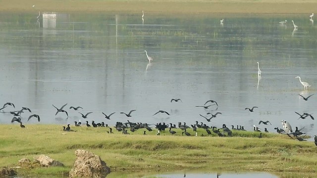 Little Cormorant - ML626557795