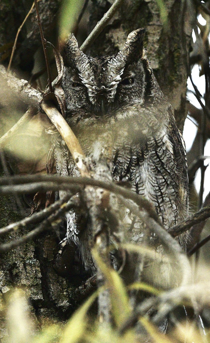 Western Screech-Owl - ML626557921