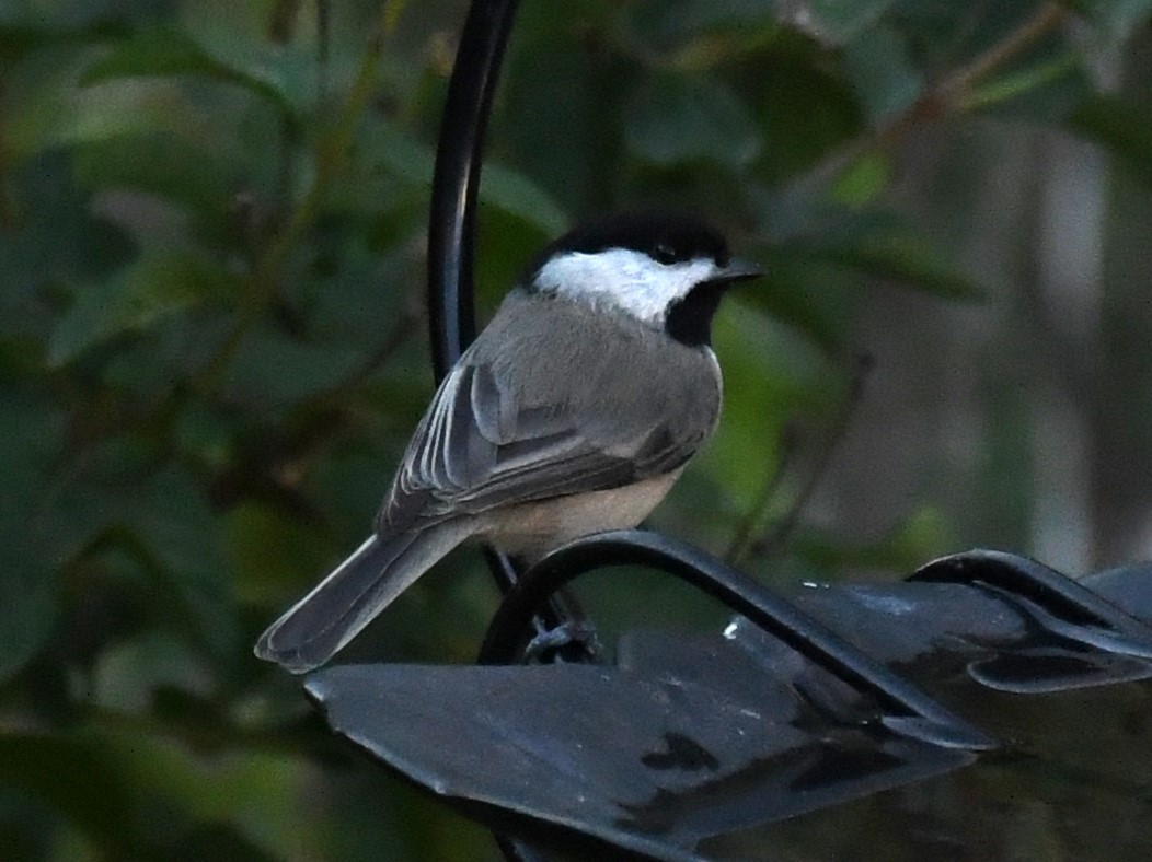 Carolina Chickadee - ML626557930