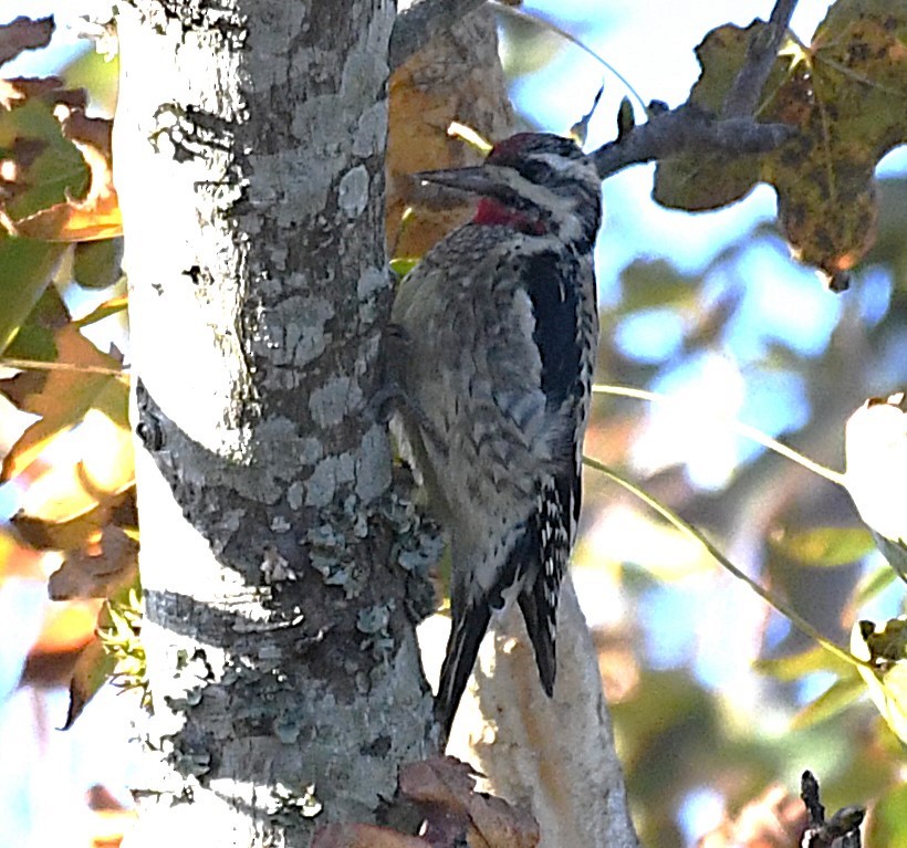 Yellow-bellied Sapsucker - ML626557941