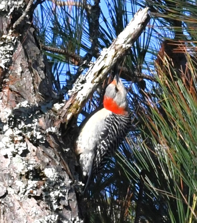 Red-bellied Woodpecker - ML626557949