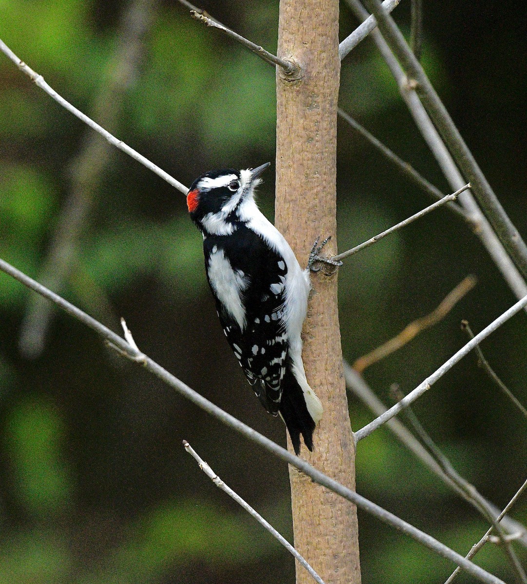 Downy Woodpecker - ML626557975