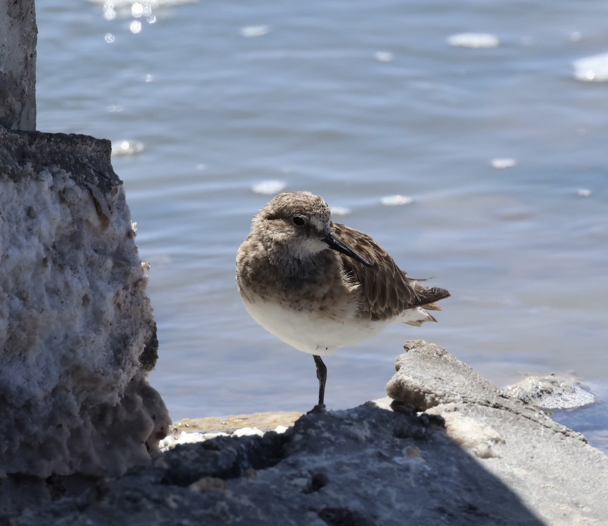 Baird's Sandpiper - ML626558061