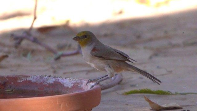Verdin - ML626558100