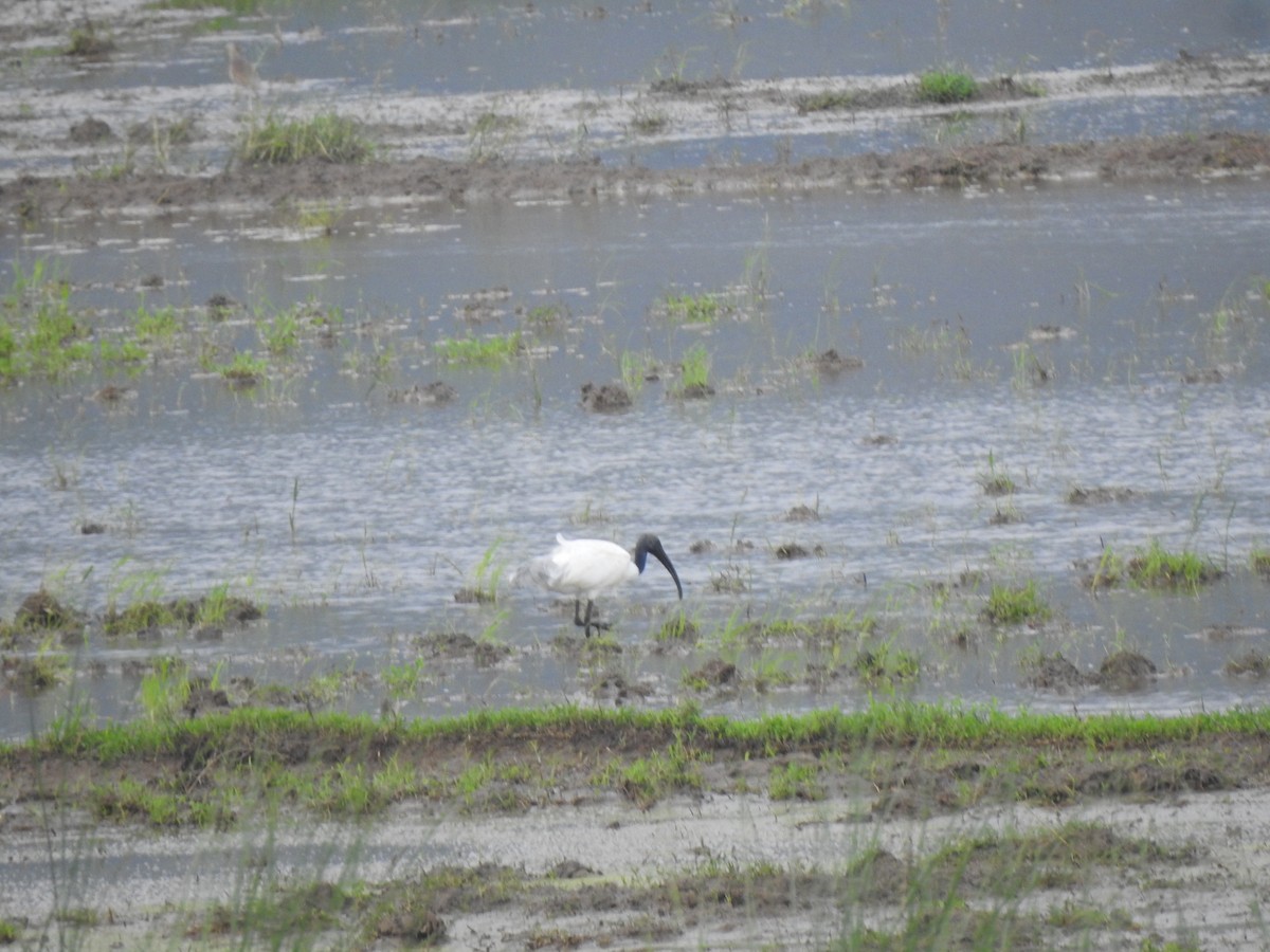 Black-headed Ibis - ML626558344