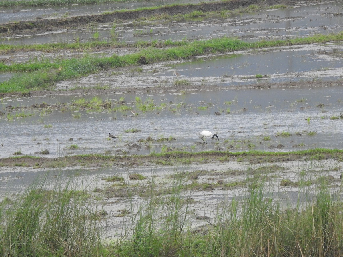 Black-headed Ibis - ML626558345