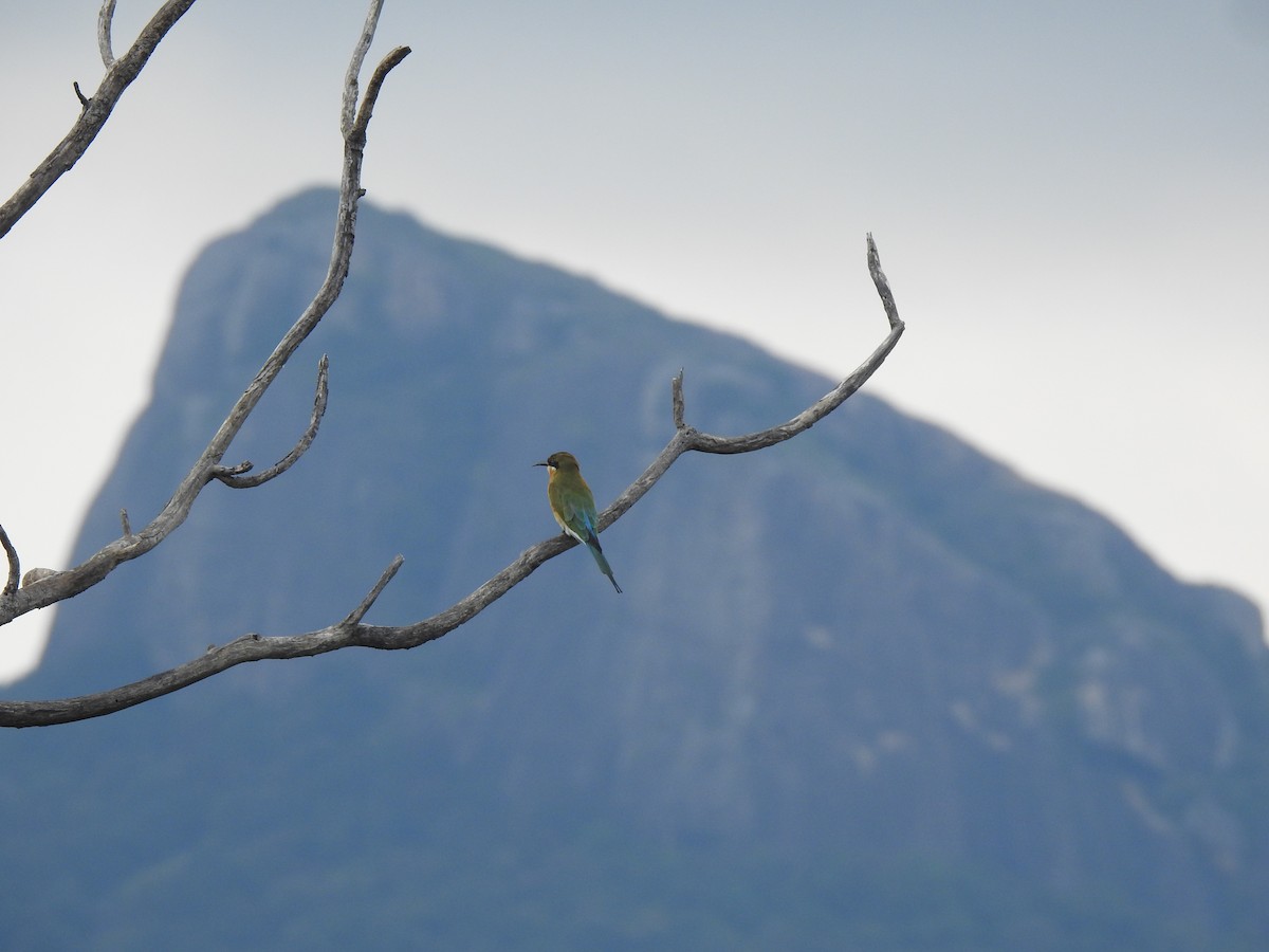 Blue-tailed Bee-eater - ML626558351