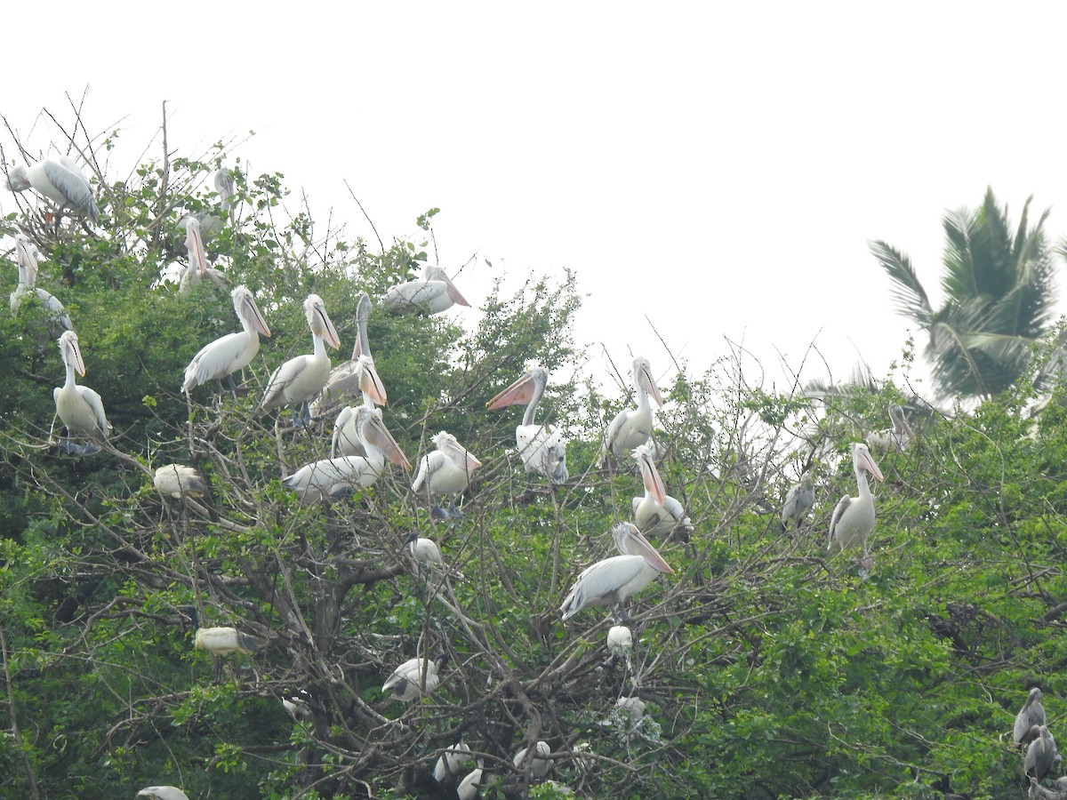 Spot-billed Pelican - ML626558378